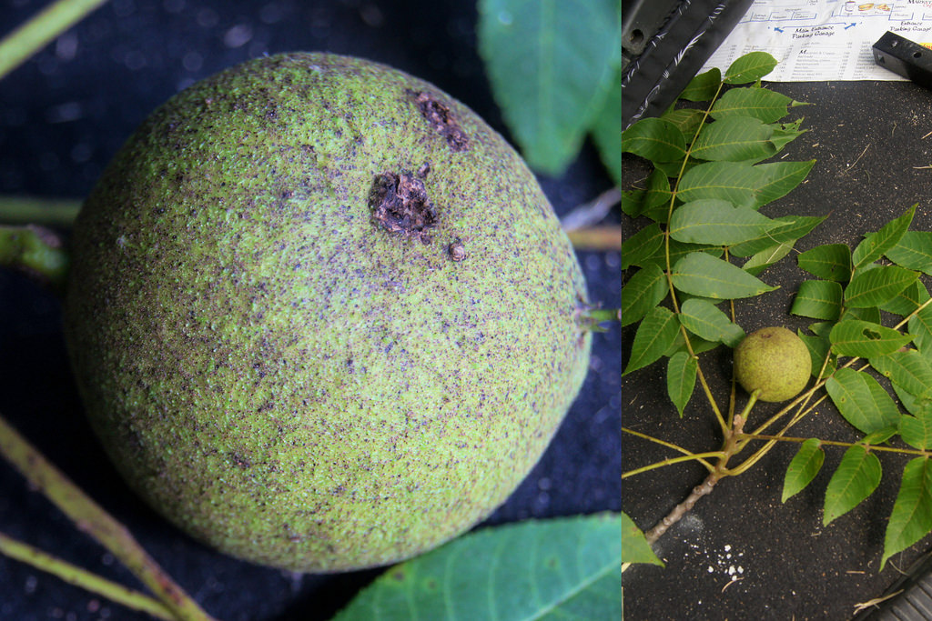 Black Walnut in Anne Arundel Co., Maryland (8/6/2012).