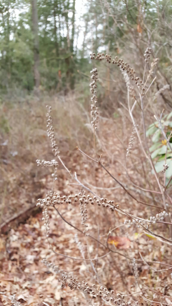 Coastal Sweet Pepperbush in Anne Arundel Co., Maryland (1/6/2017).