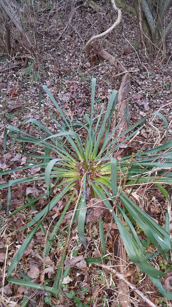 Weakleaf Yucca in Charles Co., Maryland (1/16/2017).