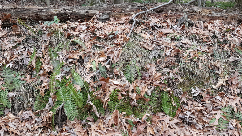 Christmas Fern in Charles Co., Maryland (1/16/2017).