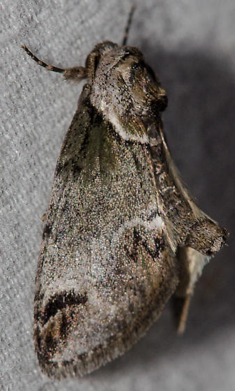 Maryland Biodiversity Project - Small Baileya Moth (Baileya australis)