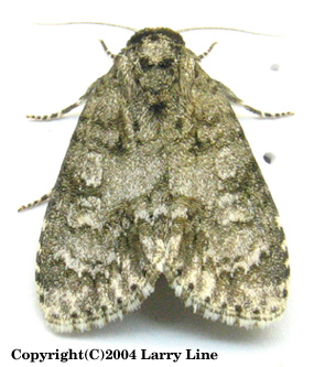 Maryland Biodiversity Project - Retarded Dagger Moth (Acronicta retardata)