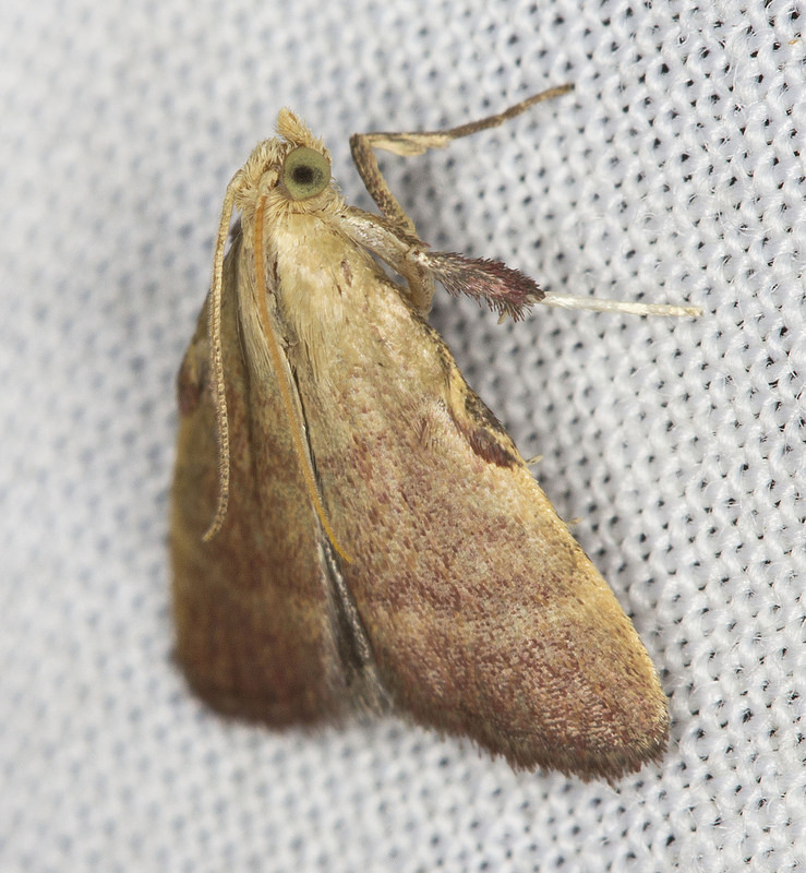 Maryland Biodiversity Project - Drab Condylolomia Moth (Condylolomia ...