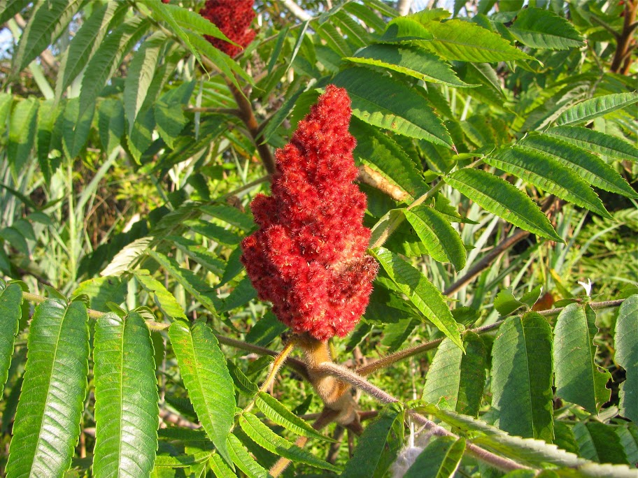 Staghorn Sumac in fruit at Courthouse Pt. WMA, Cecil Co., Maryland (7/14/2010).