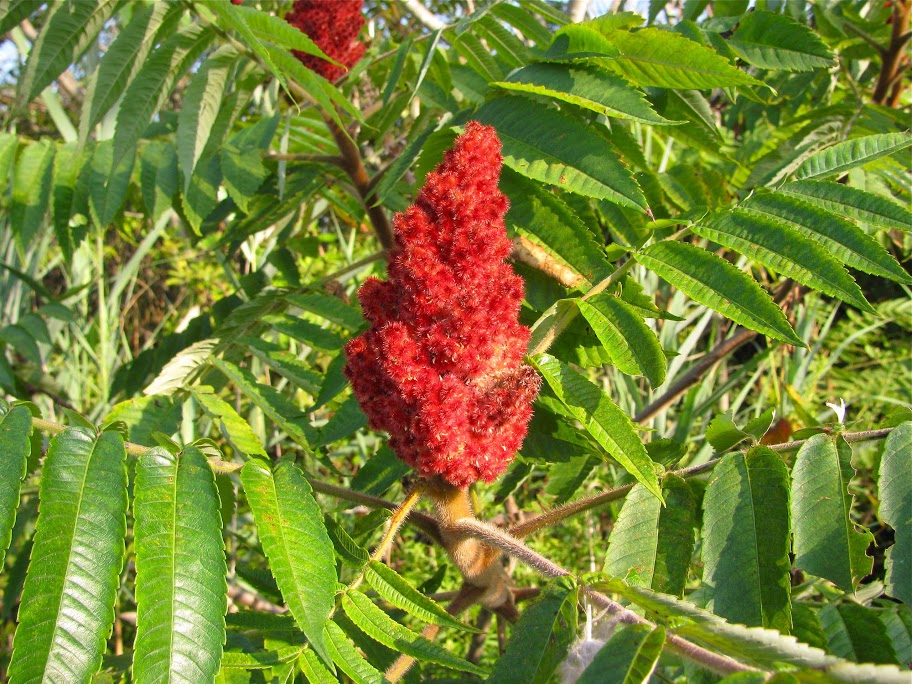 Staghorn Sumac  Glen Arboretum