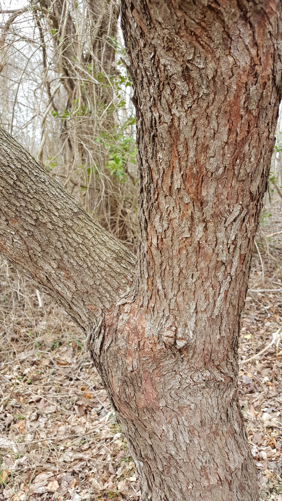 eastern redbud tree bark