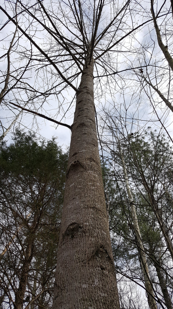 Tulip Poplar in St. Mary's Co., Maryland (2/12/2017).