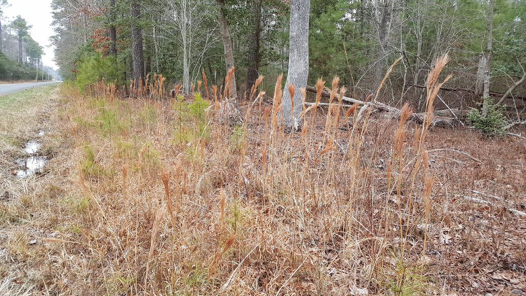 Bushy Bluestem in St. Mary's Co., Maryland (2/12/2017).