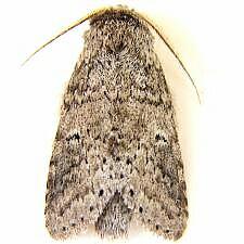 Maryland Biodiversity Project - Variable Oakleaf Caterpillar Moth ...