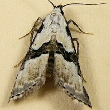 Maryland Biodiversity Project - Thin-winged Owlet Moth (Nigetia formosalis)