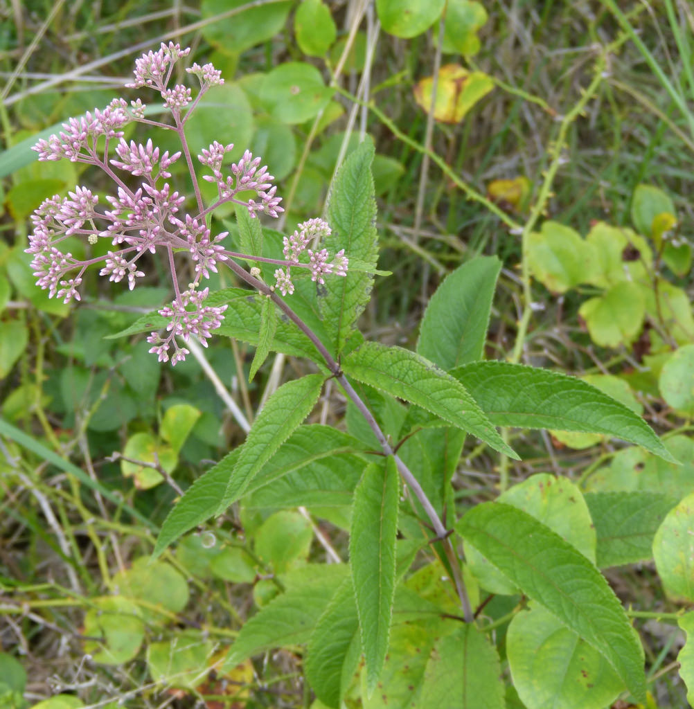 Maryland Biodiversity Project - Hollow Joe Pye Weed (Eutrochium fistulosum)