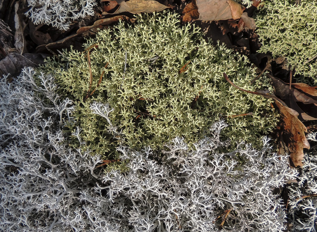 Maryland Biodiversity Project - Star-tipped Reindeer Lichen (Cladonia ...