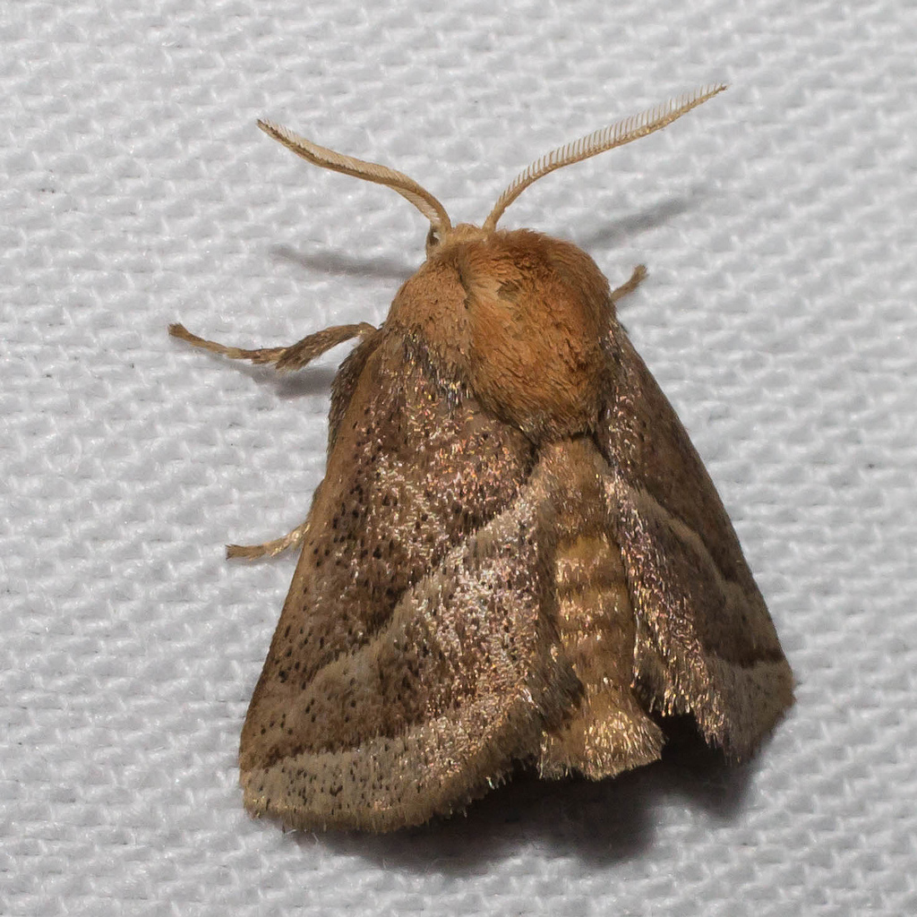 Maryland Biodiversity Project - Nason's Slug Moth (Natada nasoni)
