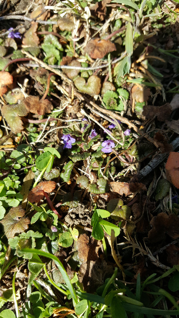 Ground Ivy in Calvert Co., Maryland (3/4/2017).