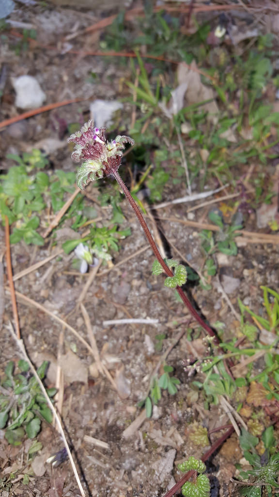 Henbit in Wicomico Co., Maryland (3/25/2017).