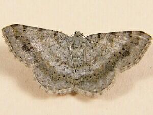 Maryland Biodiversity Project - Faint-spotted Angle Moth (Digrammia ...