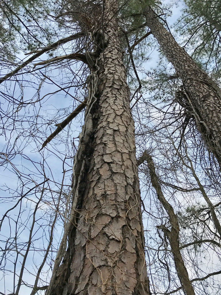 loblolly pine forest