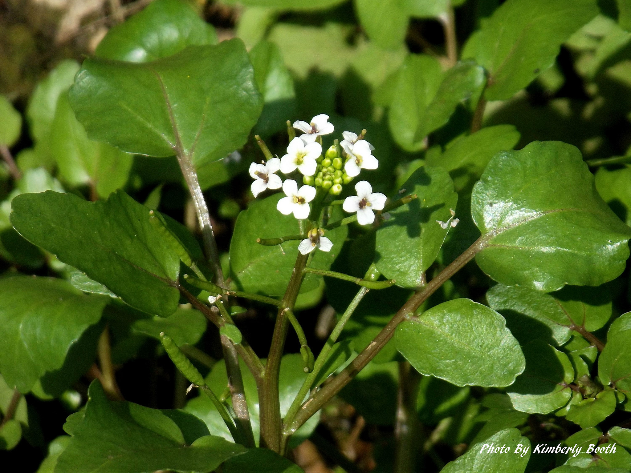 Water Cress (Nasturtium officinale), The Aromatic