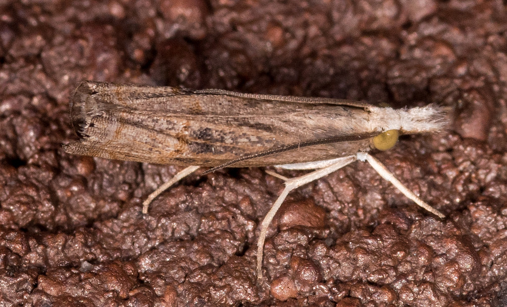 Maryland Biodiversity Project - Bluegrass Webworm Moth (Parapediasia ...