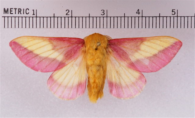 Rosy Maple Moth by Mark Etheridge