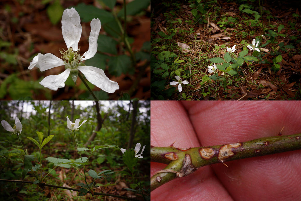 About Southern Dewberry Maryland Biodiversity Project