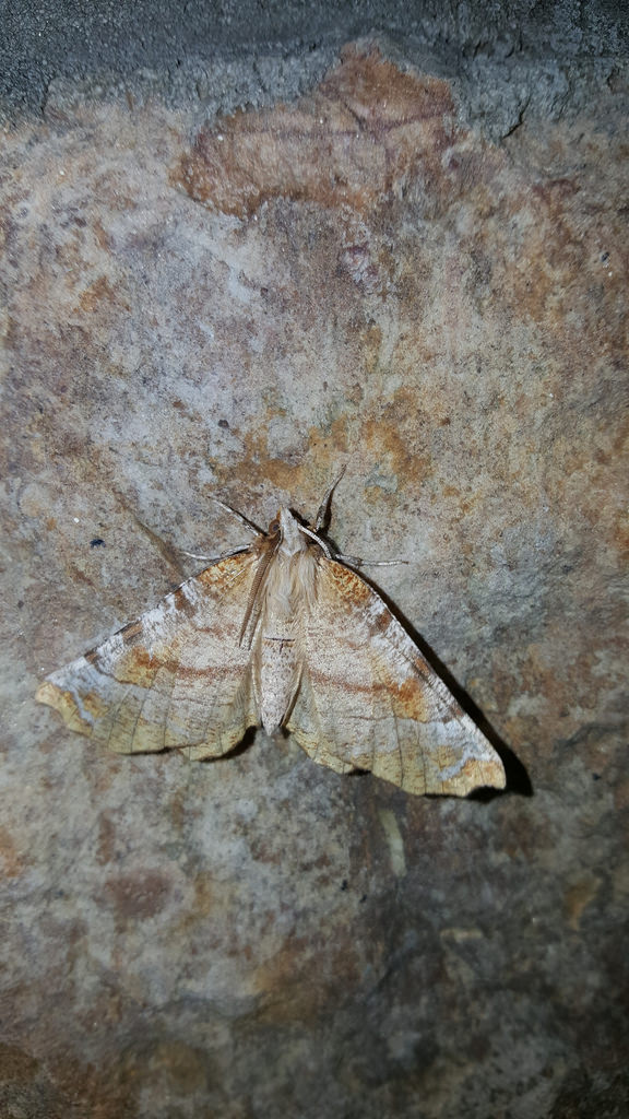 A Kent's Geometer Moth in Allegany Co., Maryland (4/8/2017).