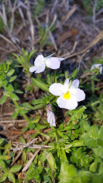 Field Pansy in Anne Arundel Co., Maryland (4/11/2017).