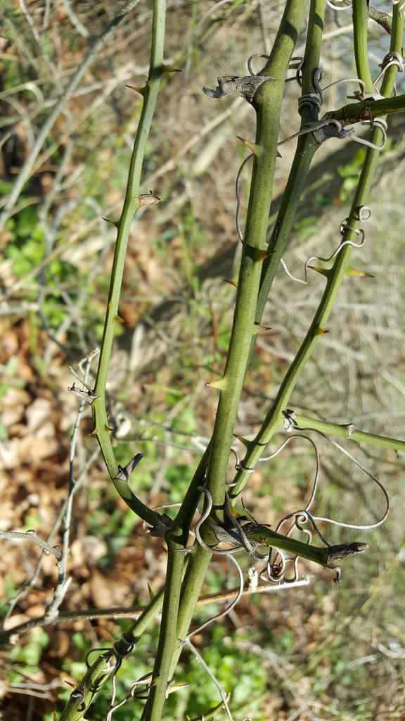 Common Greenbrier in Allegany Co., Maryland (4/8/2017).