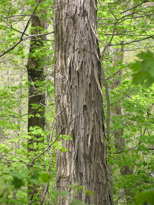 The distinctive bark of Shagbark Hickory found growing in Garrett Co., Maryland (5/1/2010).rn