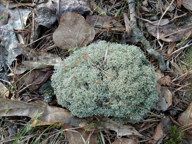 Maryland's Reindeer Moss, Dixie Reindeer Moss (Cladina subt…