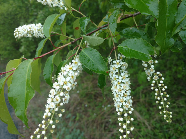 wild cherry tree identification