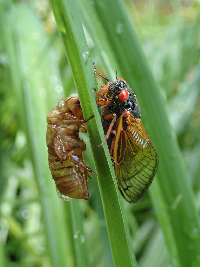 Maryland Biodiversity Project - Periodical Cicada species (Magicicada sp.)