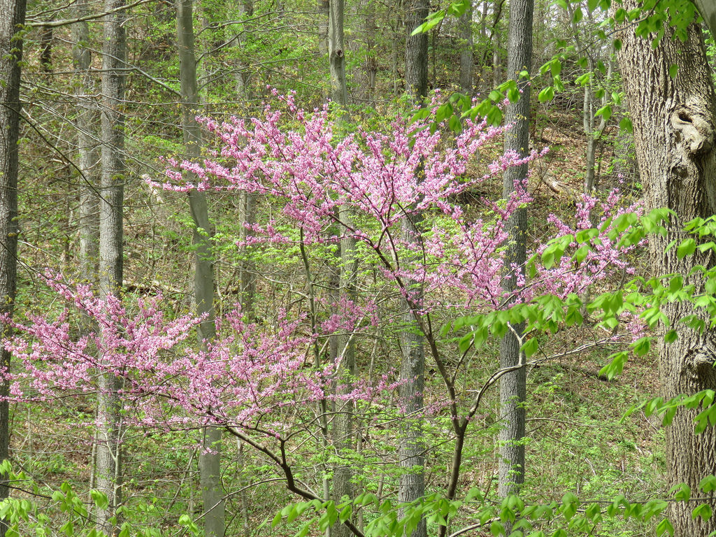 Maryland Biodiversity Project - Eastern Redbud (Cercis canadensis)