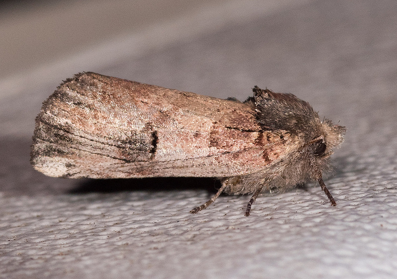 Maryland Biodiversity Project - Chestnut Schizura Moth (Schizura badia)