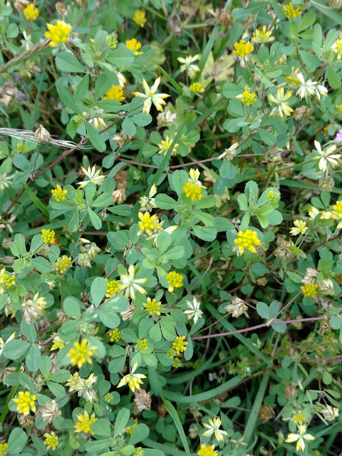 Maryland Biodiversity Project - Suckling Clover (Trifolium dubium)