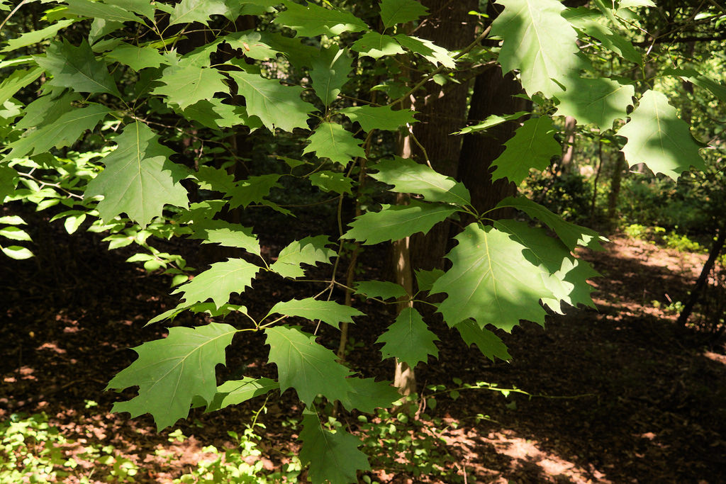 Northern Red Oak in Howard Co., Maryland (6/2/2017).