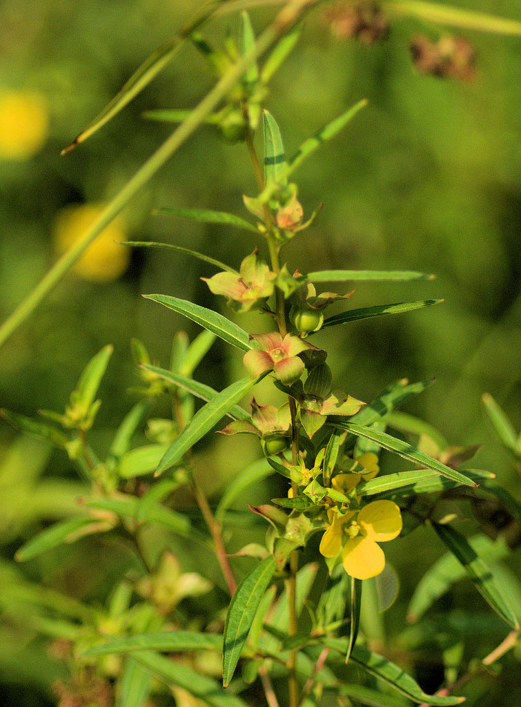 Seedbox (Ludwigia alternifolia)