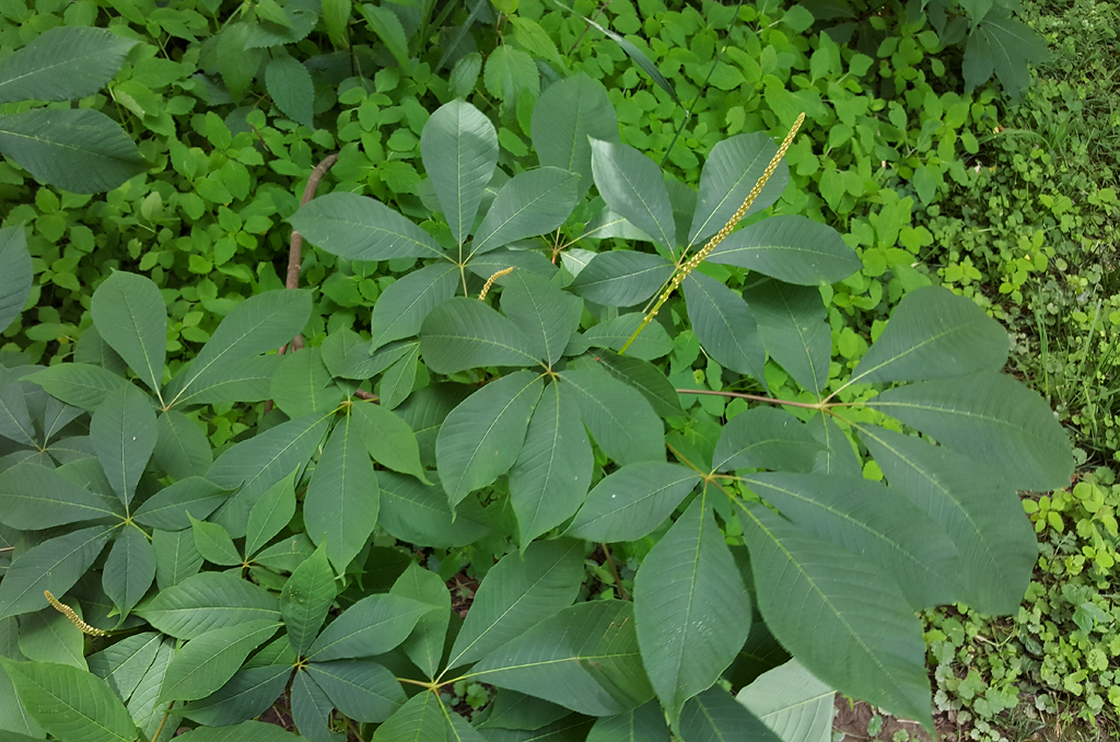 Bottlebrush Buckeye in Howard Co., Maryland (6/8/2017).