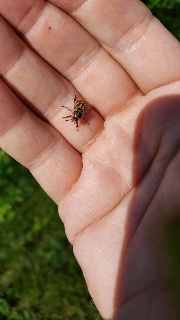 An Oriental Beetle in Queen Anne's Co., Maryland (6/24/2017).