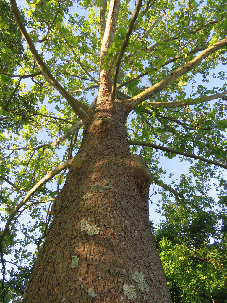 American Sycamore in Anne Arundel Co., Maryland (6/2/2017).