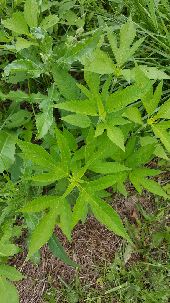 Great Ragweed in Baltimore Co., Maryland (6/4/2017).
