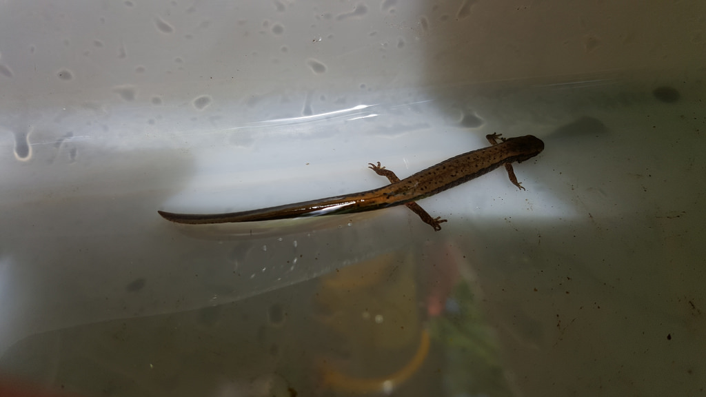 A Northern Two-lined Salamander in Baltimore Co., Maryland (6/4/2017).