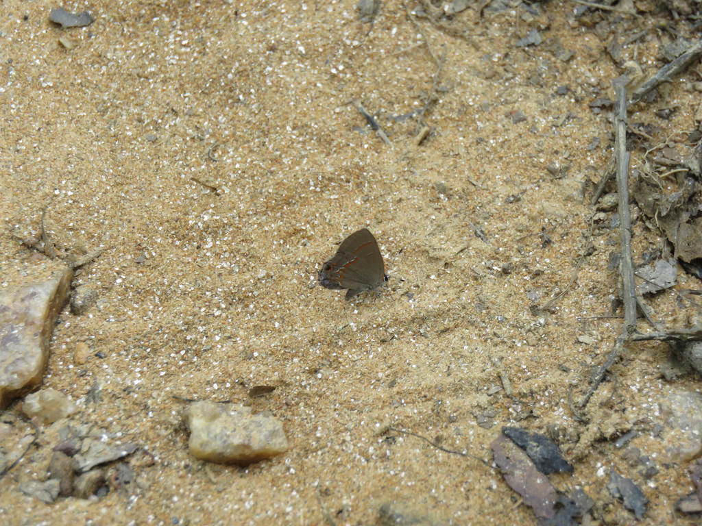 A Red-banded Hairstreak in Baltimore Co., Maryland (6/5/2017).