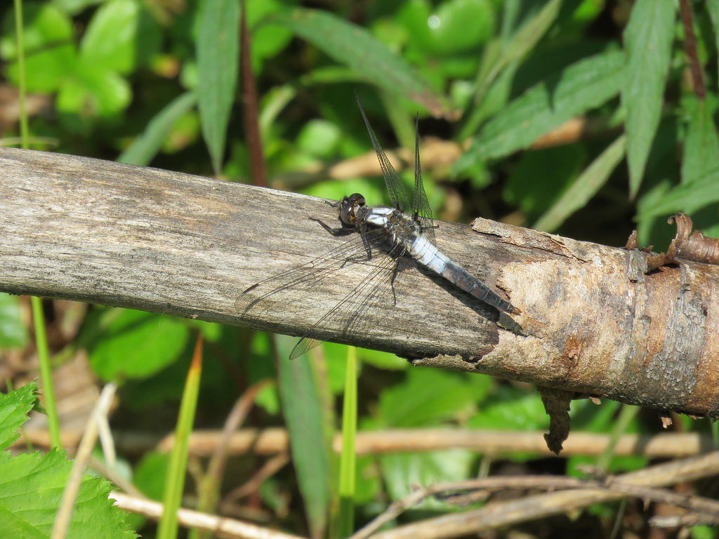 A Chalk-fronted Corporal in Garrett Co., Maryland (6/11/2017).