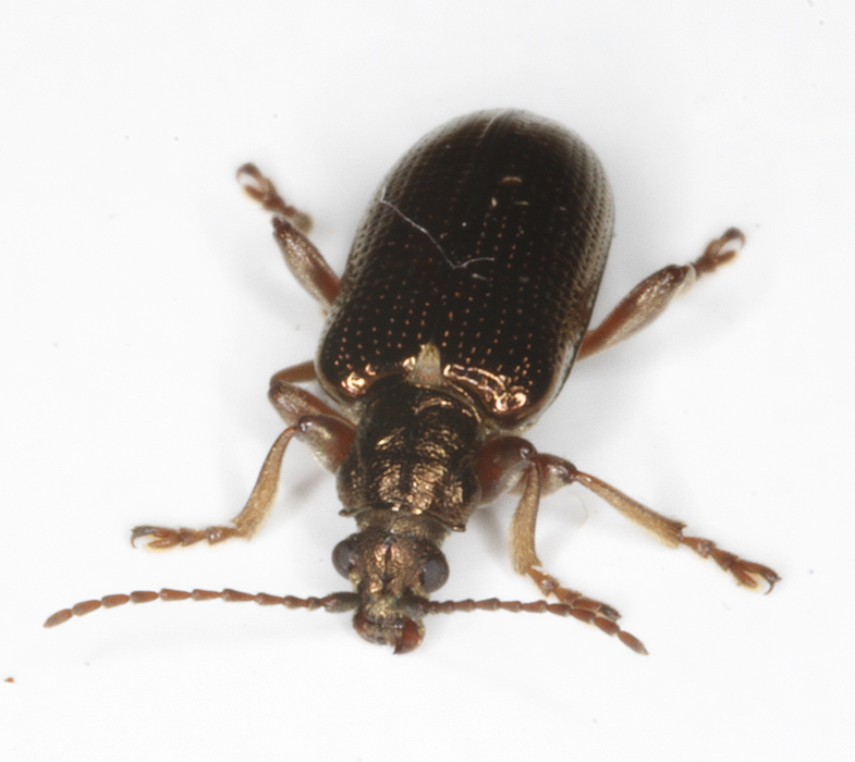 A <em>Plateumaris</em> species in Garrett Co., Maryland (6/11/2017). Determined by V. Belov/BugGuide.