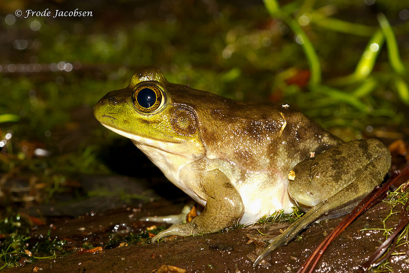 Maryland Biodiversity Project - American Bullfrog (Lithobates