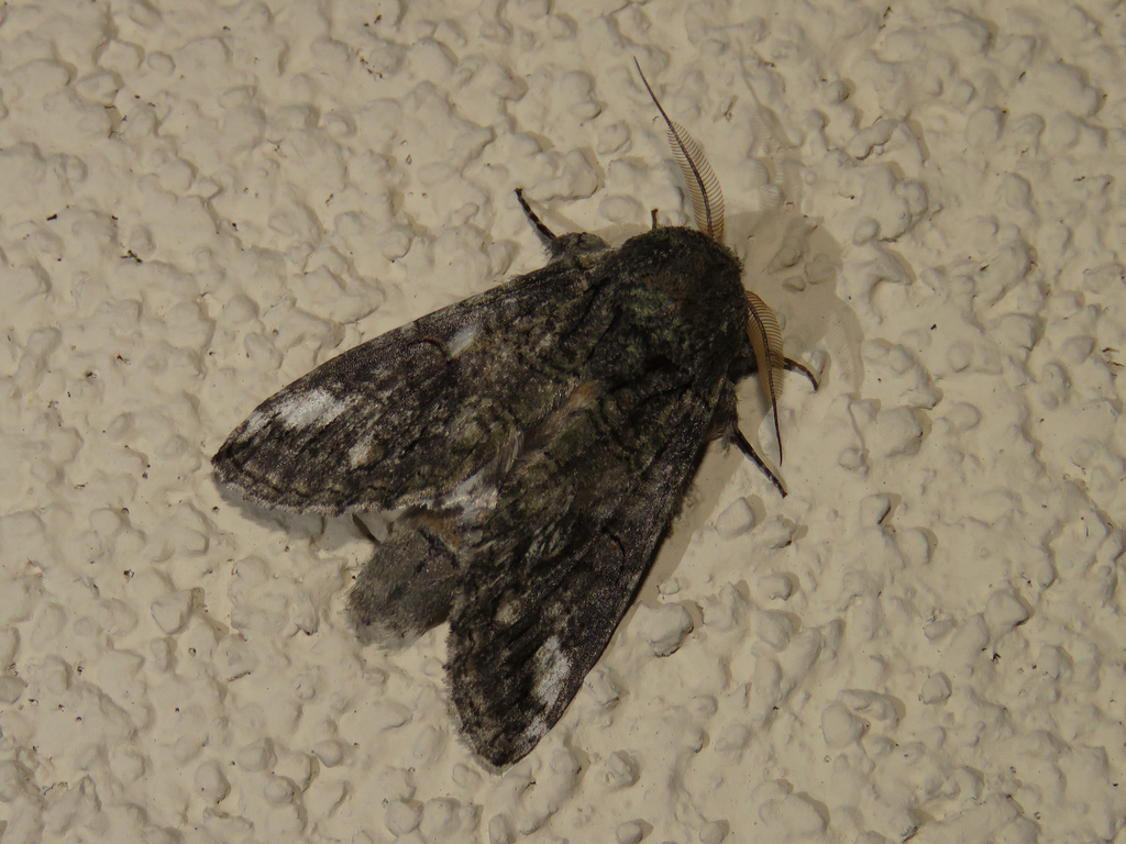 Oblique Heterocampa Moth