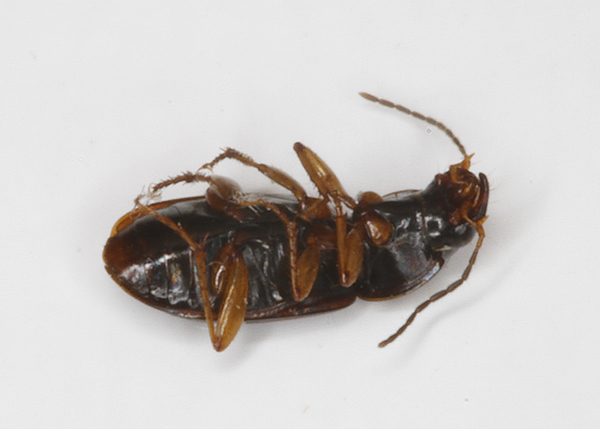 A <em>Stenolophus ochropezus</em> collected in Anne Arundel Co., Maryland (6/17/2017). Determined by specimen review by Curt Harden. Notes from Curt Harden: