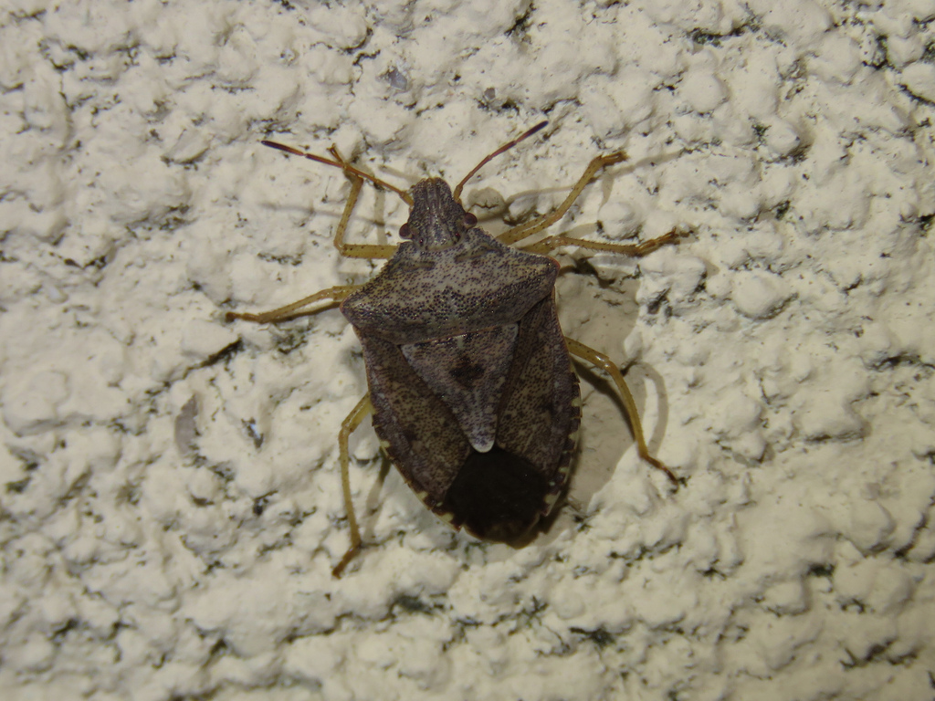 Maryland Biodiversity Project - Brown Stink Bug (Euschistus Servus)