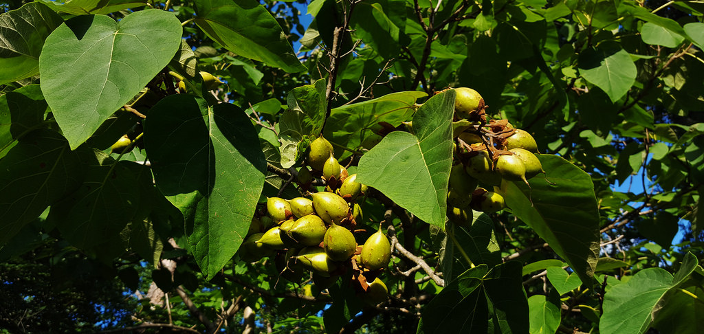 Paulownia elongata (Empress Tree)